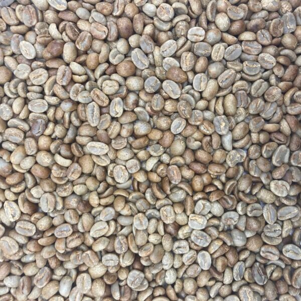 Honduras Organic 18 Rabbit Red Marcala Honduras: Organic 18 Rabbit Red, Marcala